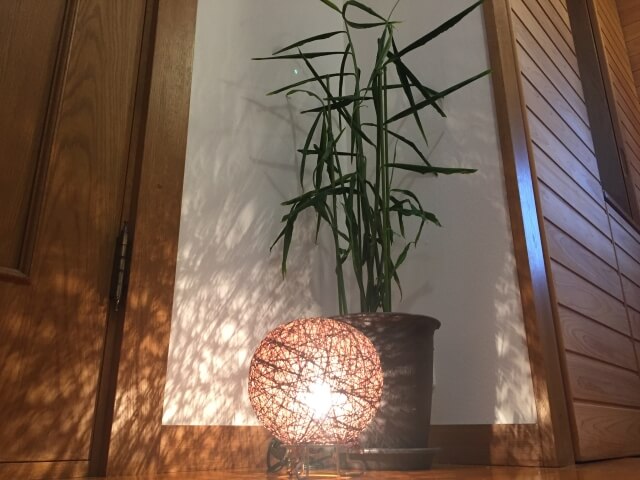 間接照明と観葉植物